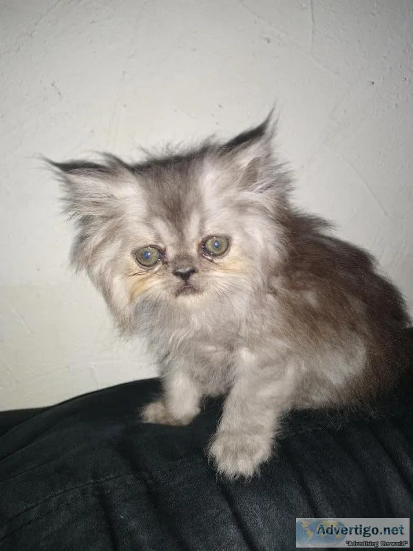 Teacup female smoke persian