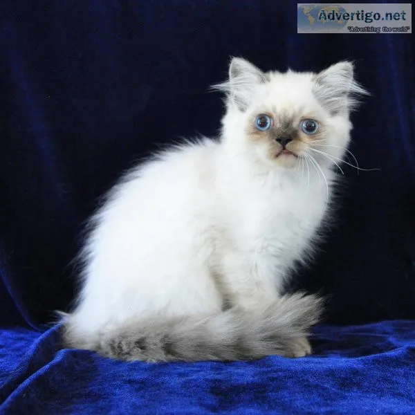 Persian Kitten  Kittens available now