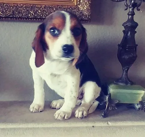 Beagle Puppies For Sale