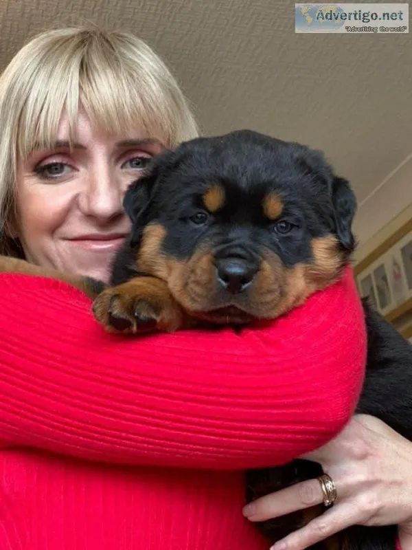 Rottweiler puppies ready to join new homes