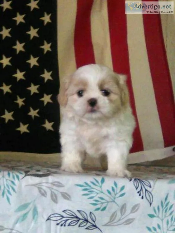Roxann Shihtzu