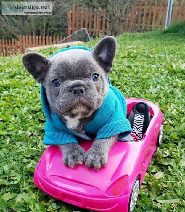 French bulldog puppies