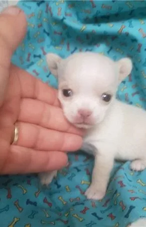 Teacup Chihuahua Puppies looking for forever homes