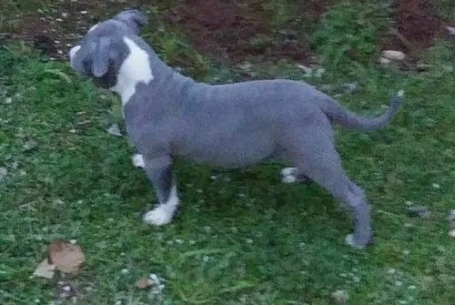 American Pit Bull Terrier Puppies For Sale