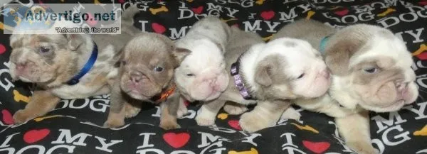 Beautiful Rare British Bulldog puppies