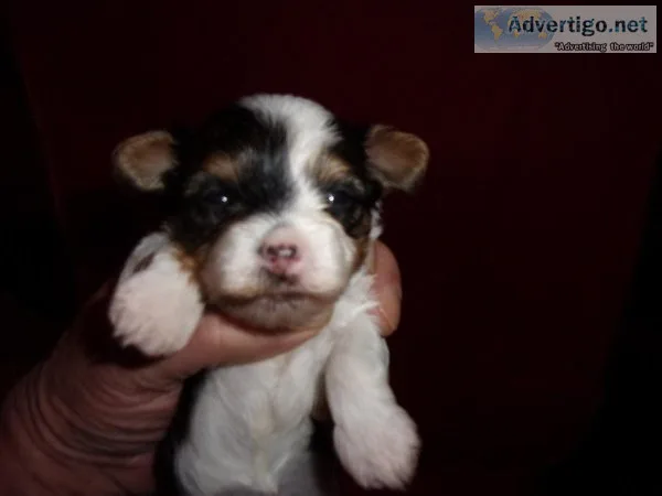 AKC Yorkie Puppies