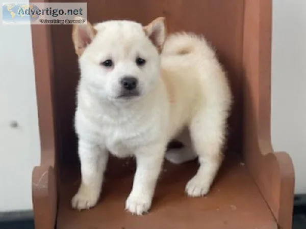 Sky Shiba Inu