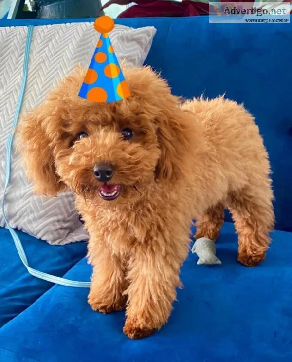 Poodle puppies
