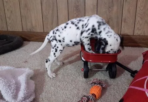 Akc Reg Dalmatian Puppies For Good Homes