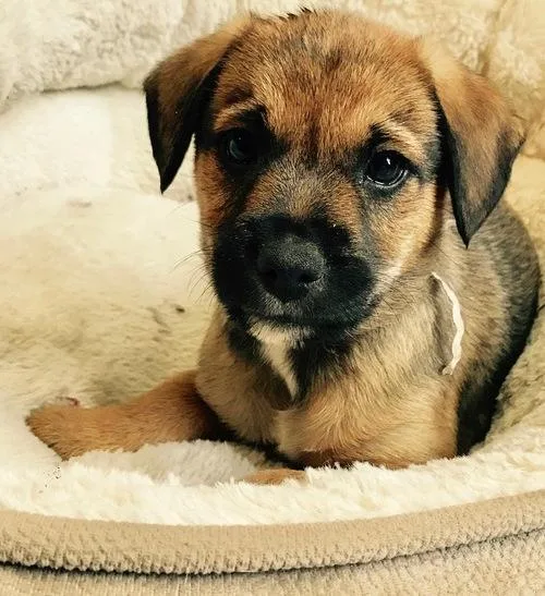 Border Terrier Puppies For Sale