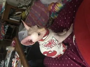dffdffdiio Canadian Sphynx kitten