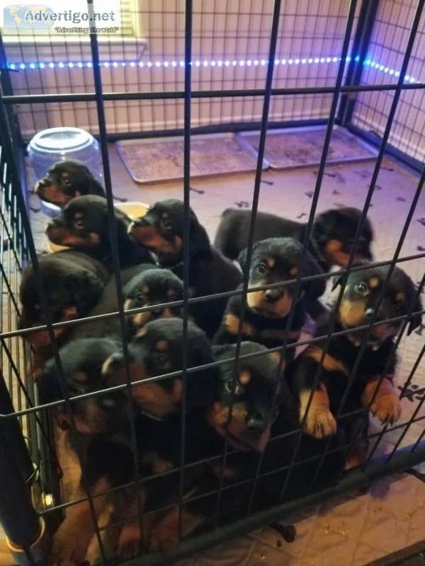 AKC Registered German Rottweilers