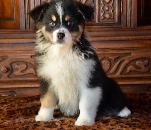Australian Shepherd Puppies For Sale