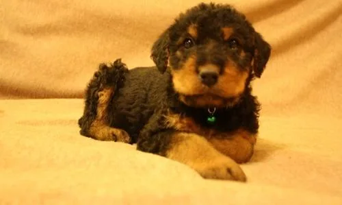Airedale Terrier Puppies For Sale