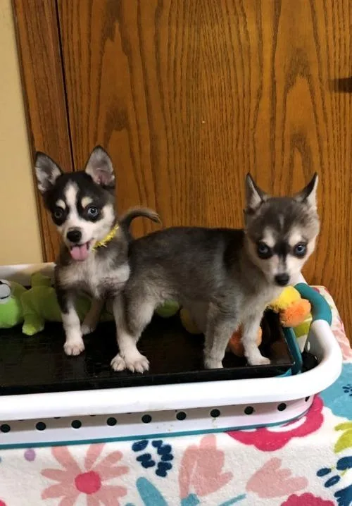 Preious Alaskan Klee Kai Puppies For Sale