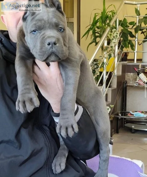 Akc Blue Cane Corso Puppies