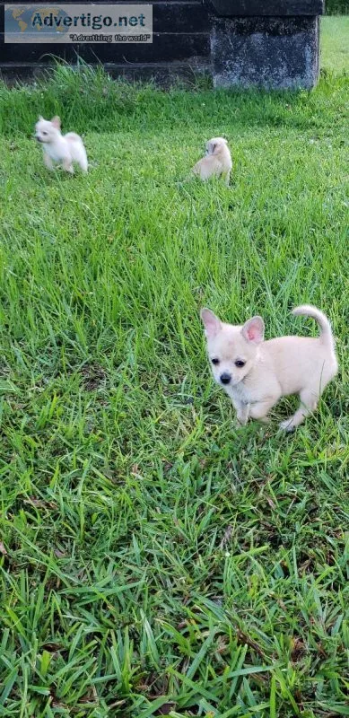 Chihuahua puppy