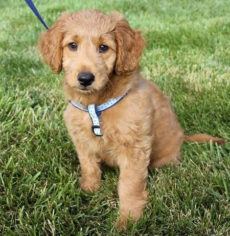 Male Goldendoodle Puppy___