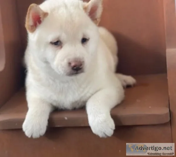 Libby Shiba Inu