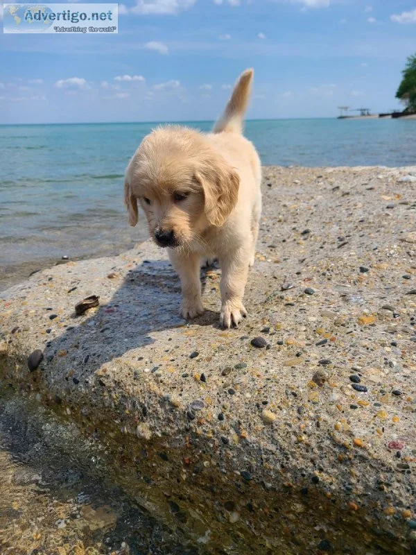 Beautiful Golden Retriever puppies