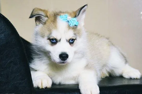 Stunning Blue Eyes Pomsky Puppies For Sale