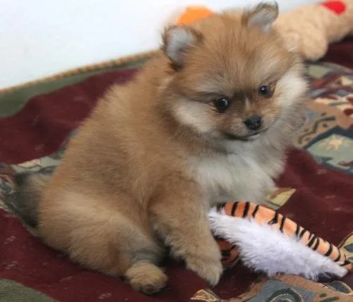 Home Raised Pomeranian Puppies For lovely homes.