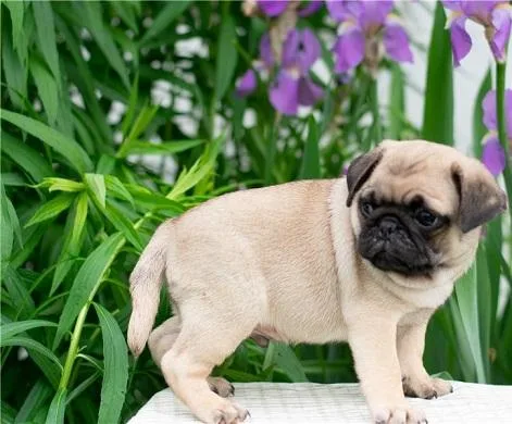 Beautiful KC registered pug puppiesx