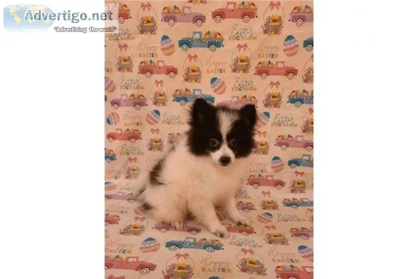 Tiny Pomimo- Royce- Male