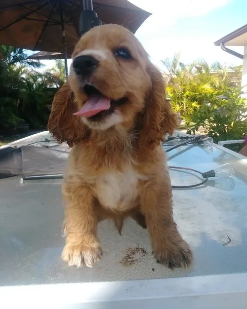 Cocker Spaniel Puppies For Sale