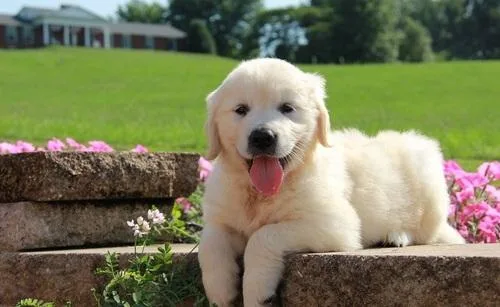 Golden Retriever Puppies For Sale