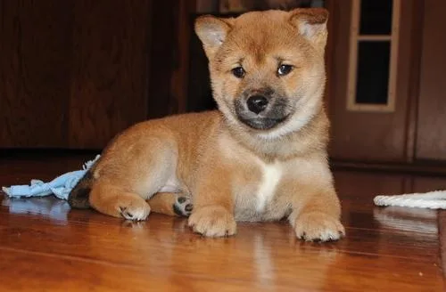Shiba Inu Puppies For Sale