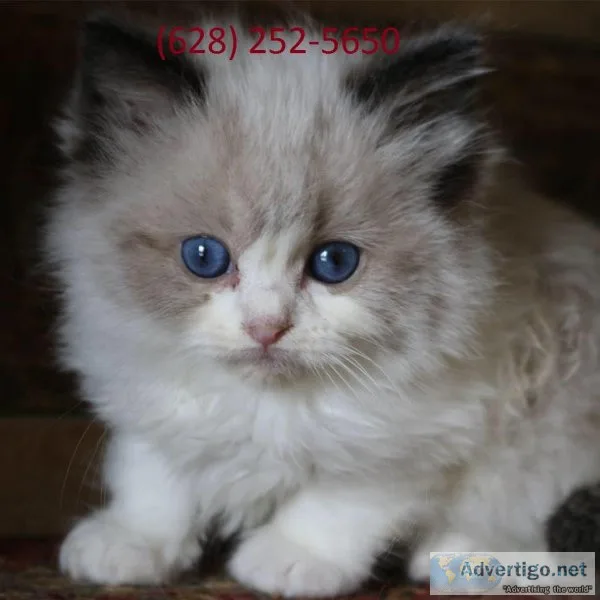 Beautiful Ragdoll kittens