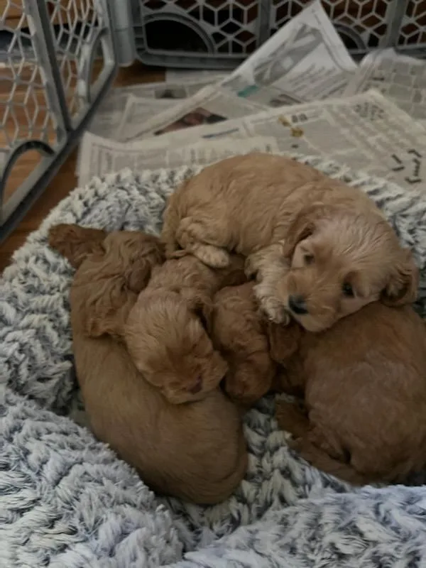 Cockapoo puppies
