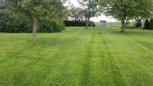 Tree stump removal and tree trimming services in Abilene KS and 