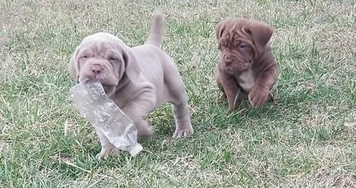 Neapolitan Mastiff Puppies For Sale