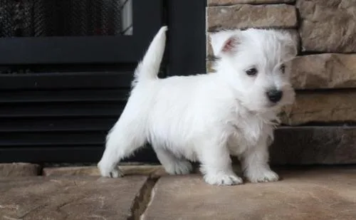 Lovely AKC West Highland White Terrier Puppies