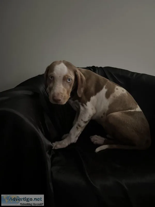 Merle Great Dane