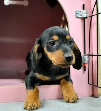 Dachshund Puppies For Sale