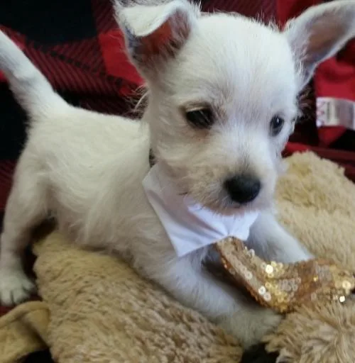 West Highland White Terrier Puppies For Sale