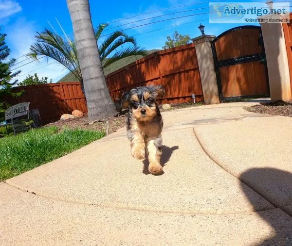MALE AND FEMALE YORKIE PUPPIES
