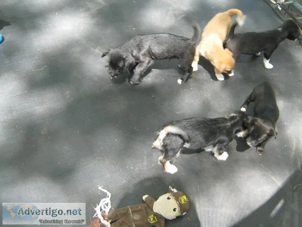 poodle mix small breed puppies