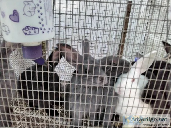 Rabbits