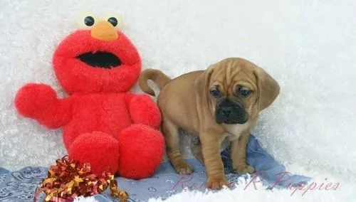 Puggle Puppies For Sale