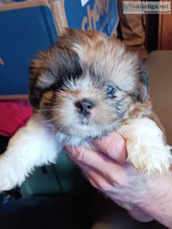 Shih-Tzu Puppies