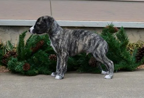 Whippet Puppies For Sale