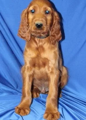 Irish Setter Puppies For Sale