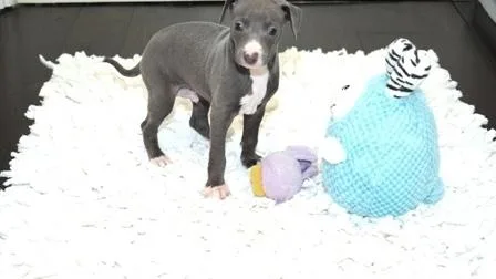 Italian Greyhound Puppies For Sale