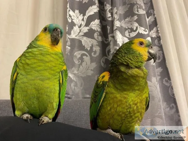 Blue fronted Amazon Parrots