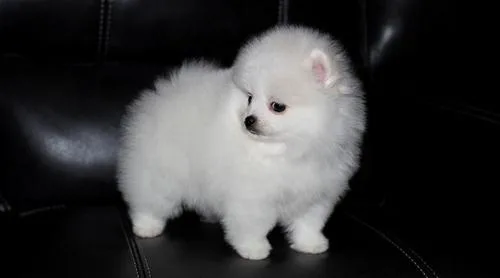 Pomeranian Puppies For Sale