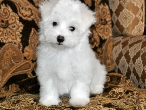 Coton De Tulear Puppies For Sale